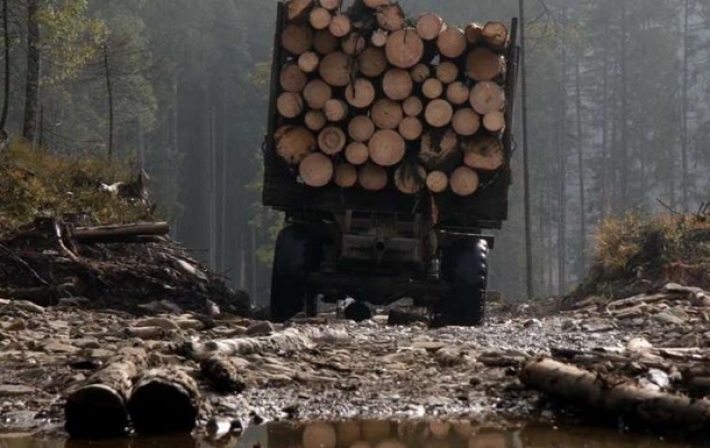 Появилось видео массовой вырубки лесов на Волыни (видео)