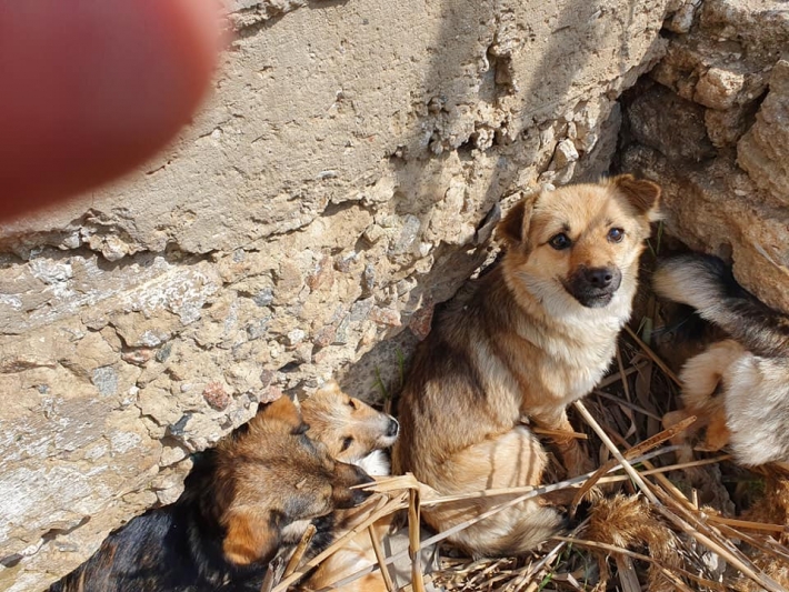 В Мелитопольском районе стая собак "на прицеле" у живодеров