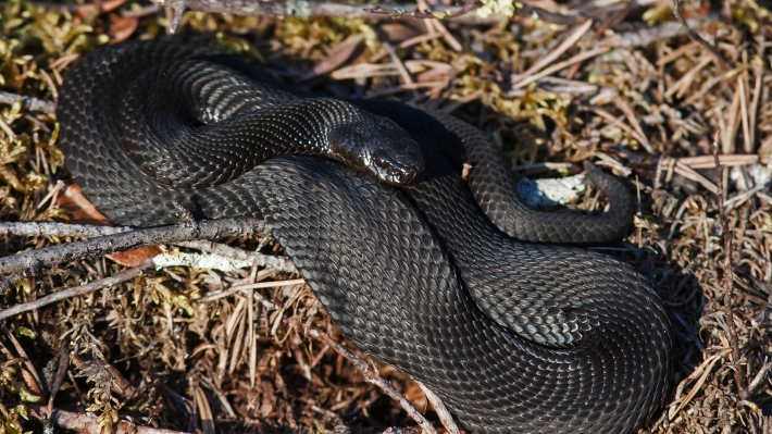 В Мелитополе огромная змея заползла в частный двор (фото 18+)