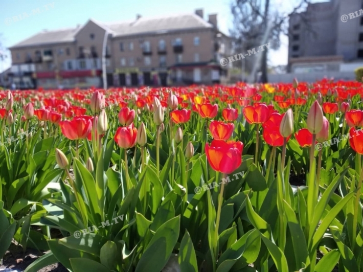 В Мелитополе появилось море красных тюльпанов - картина впечатляет (фото)