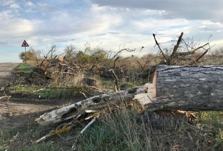 В Запорожской области закрыли очередное дело по незаконной вырубке деревьев