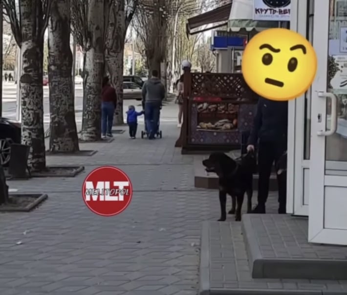 Жителей Мелитополя напугала большая собака без намордника (видео)