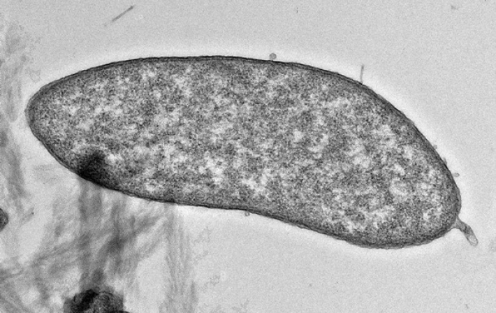 Найдены микробы, способные производить чистую медь