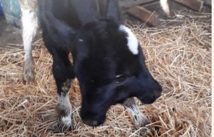В Македонии родился двухголовый теленок и благополучно выжил (видео)