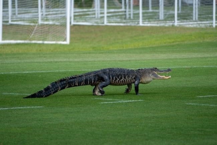 Огромный аллигатор напугал футболистов на тренировке: история закончилась неожиданно, видео
