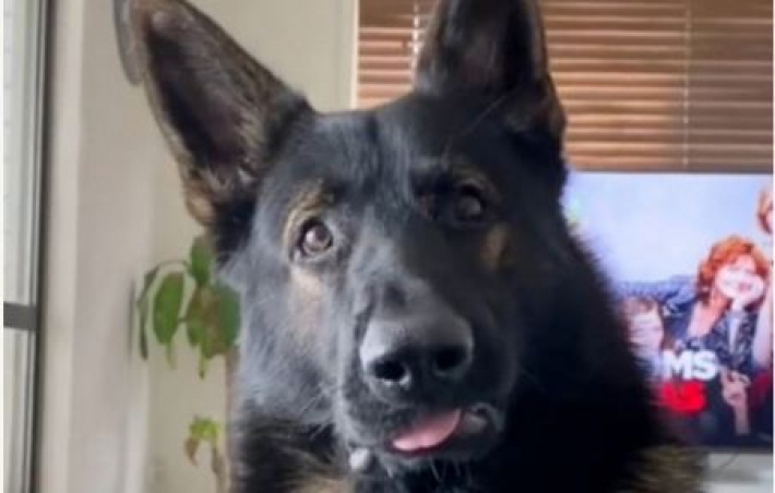 Реакция бывшей полицейской собаки на слово «кокаин» стала вирусной в сети (видео)