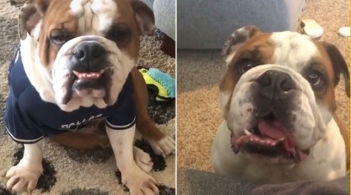 Мужчина узнал, что его новая собака понимает только испанский - пришлось учить язык (видео)