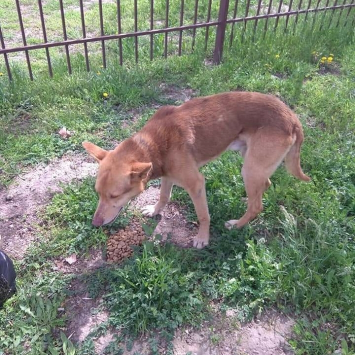 В Мелитополе умирает от голода пес (фото)