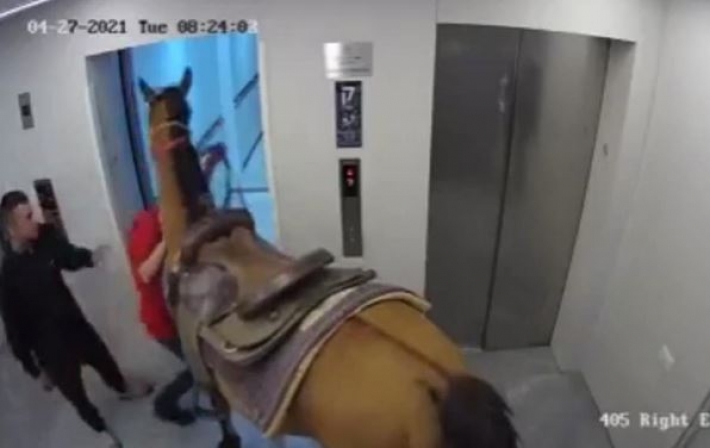В Израиле опубликовали видео с лошадью в лифте