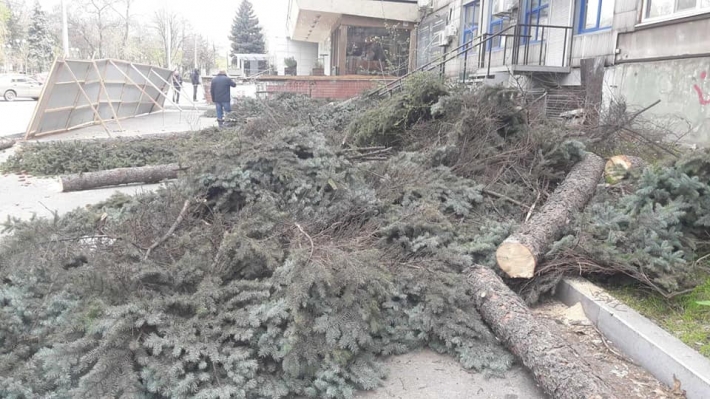В центре Запорожья незаконно вырубили многолетние ели