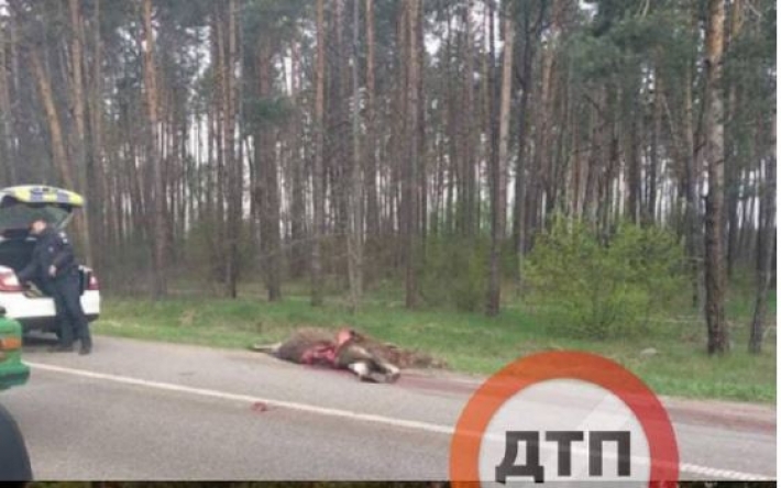 На трассе под Киевом авто на скорости влетело в лося: фото с места ДТП