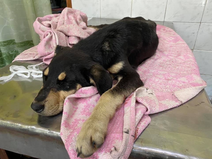 В Мелитополе зоозащитники просят помощи в лечении щенка