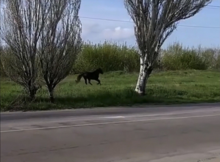 В Мелитополе рядом с дорогой бегал черный жеребец (видео)