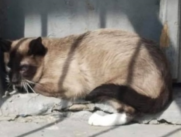 В Мелитополе найден раненый породистый кот (фото)
