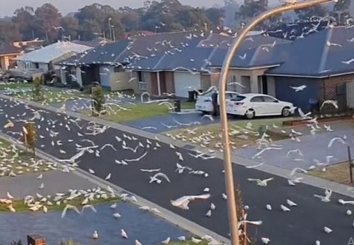 В Австралии попугаи "захватили" город: впечатляющие фото и видео нашествия