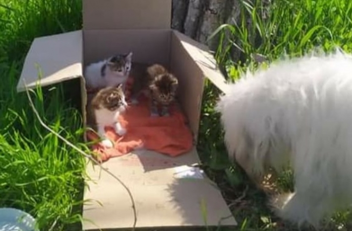 В Мелитополе выкинули коробку с котятами (фото)