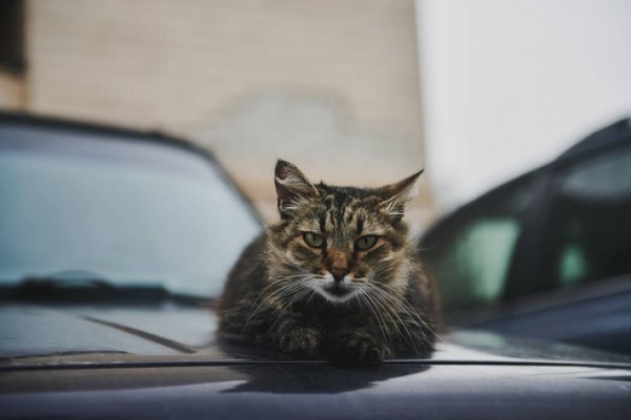 Жительница Мелитополя воюет с котом, облюбовавшим ее машину (фото)