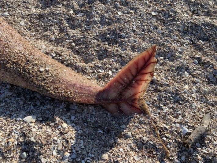 На центральном пляже в Бердянске выбросило мертвого дельфина (фото)