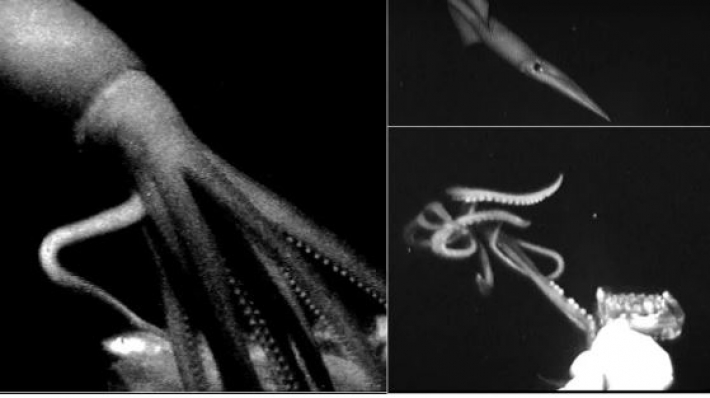 Ученым удалось снять неуловимых глубоководных кальмаров