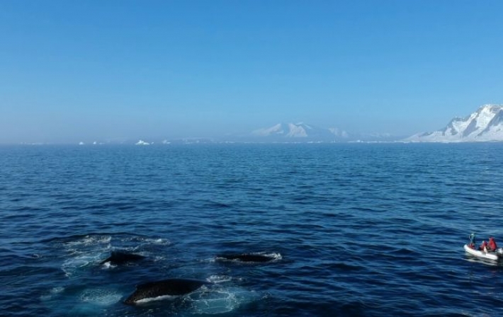 Украинские полярники показали праздничных гостей: ими оказались киты (фото, видео)