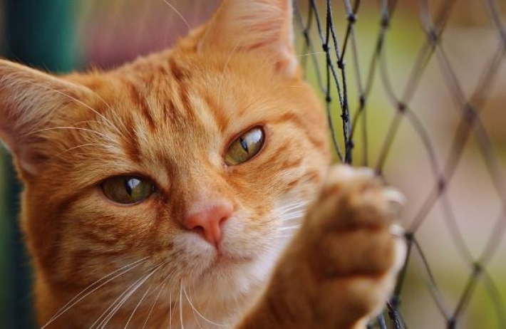 У Великобританії кіт Гарфілд втік від своїх нових власників і півтора місяці добирався до колишніх (фото)