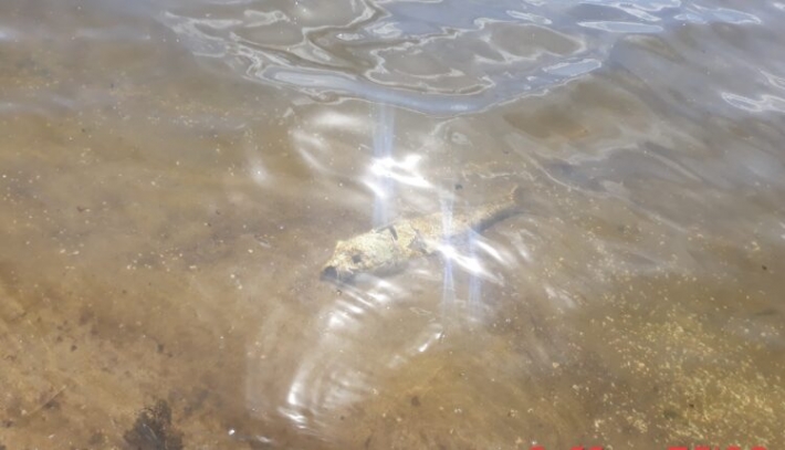 В Запорожье на центральном пляже лежит мертвая рыба