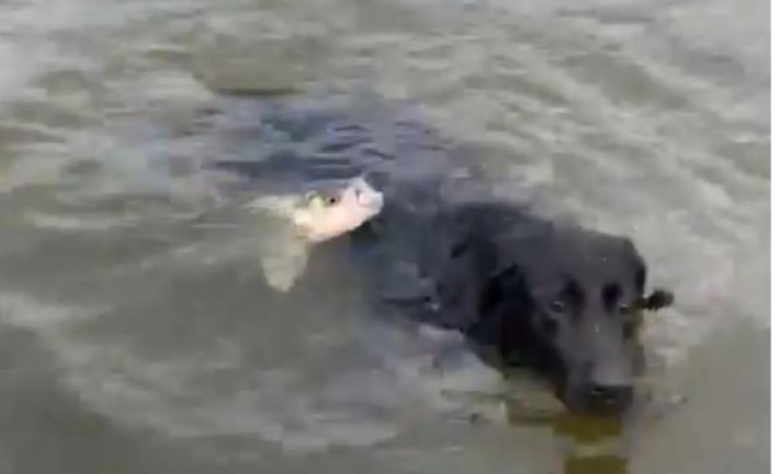 У лабрадора здається надовго пропаде бажання поплавати, після такого нападу (видео)