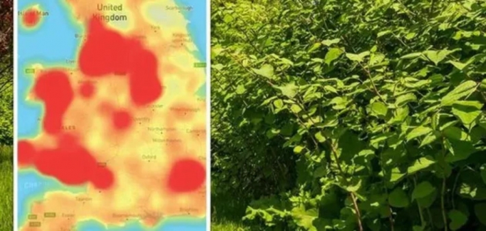 В Британии забили тревогу из-за растения-паразита: его заметили и в Украине