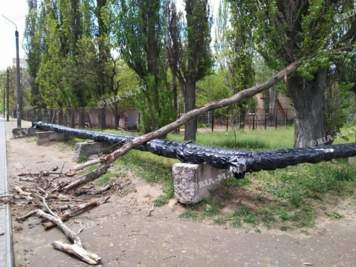 В Мелитополе на пешеходную зону упало дерево (фото)