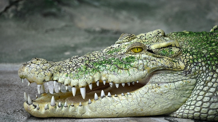 В Кирилловке на пляже нашли мертвого крокодила (фото)