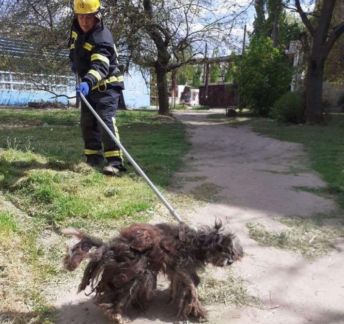 В Мелитополе спасатели освободили собаку, упавшую в глубокий коллектор