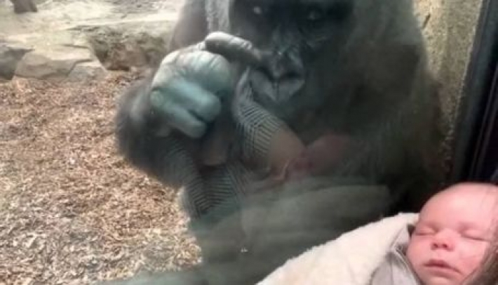 В зоопарке США горилла прикипела глазами к спящему младенцу и "познакомила" его со своим детенышем (видео)