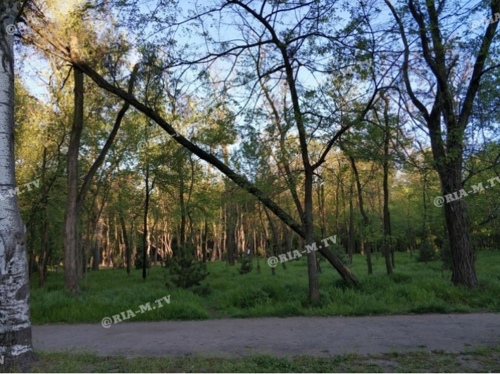 В Мелитополе в парке рядом с тротуаром упало дерево (фото)