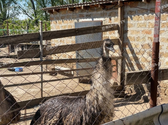 В Мелитополе во дворе храма мини-зоопарк (фото, видео)