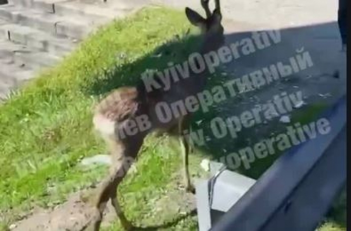 В Киеве возле станции метро заметили оленя: сеть взбудоражило видео