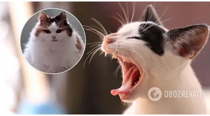 Кошка из Украины с "человеческим лицом" стала интернет-мемом. Видео