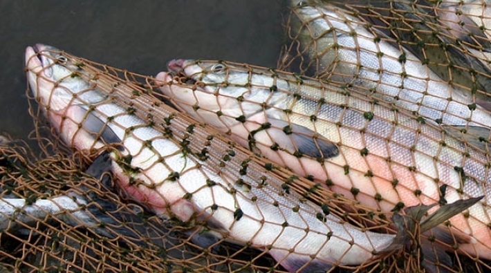 Рыбоохранный патруль выявил в Азовском море браконьерские сети длиной в два километра