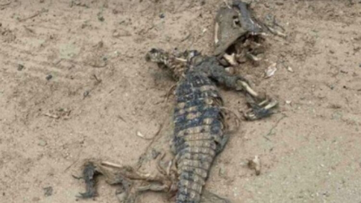 Откуда взялся труп крокодила в Кириллловке, рассказали зоозащитники