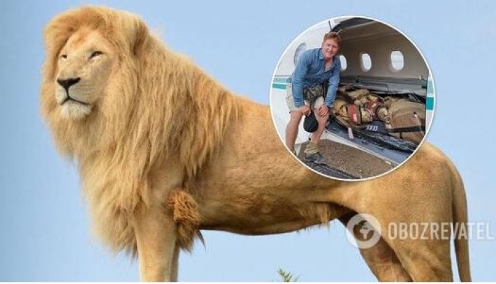 В сети показали спящих 200-килограммовых львов в самолете. Фото