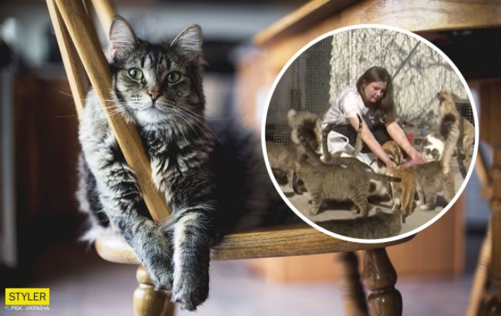 Украинка приютила у себя дома 70 котов: 