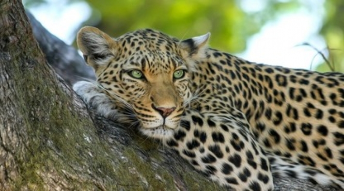 Китайский зоопарк неделями скрывал побег леопардов - все это время хищники пугали горожан