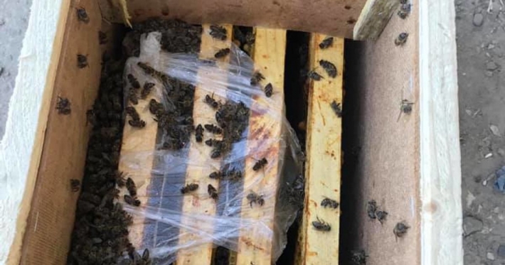 Это произошло впервые: в "Укрпочте" отреагировали на гибель во время транспортировки 8 миллионов пчел