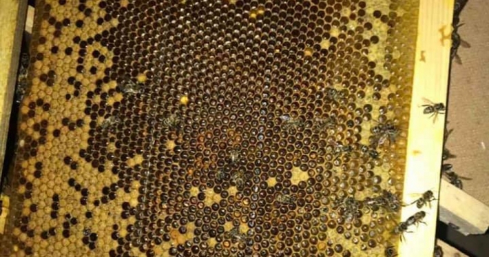 Ни живые, ни мертвые: какая судьба постигла 8 миллионов пчел и как "Укрпочта" оправдывается