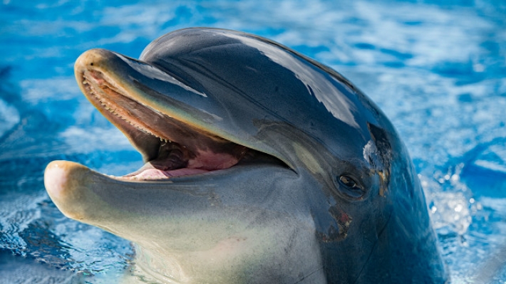 В Кирилловке у самого берега дельфины устроили показательные выступления (видео)