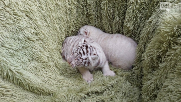 В зоопарке в Запорожской области родились белые тигрята (фото)
