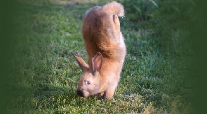 Кролики разучились прыгать и начали ходить на передних лапах - ученые разгадали их смешную походку