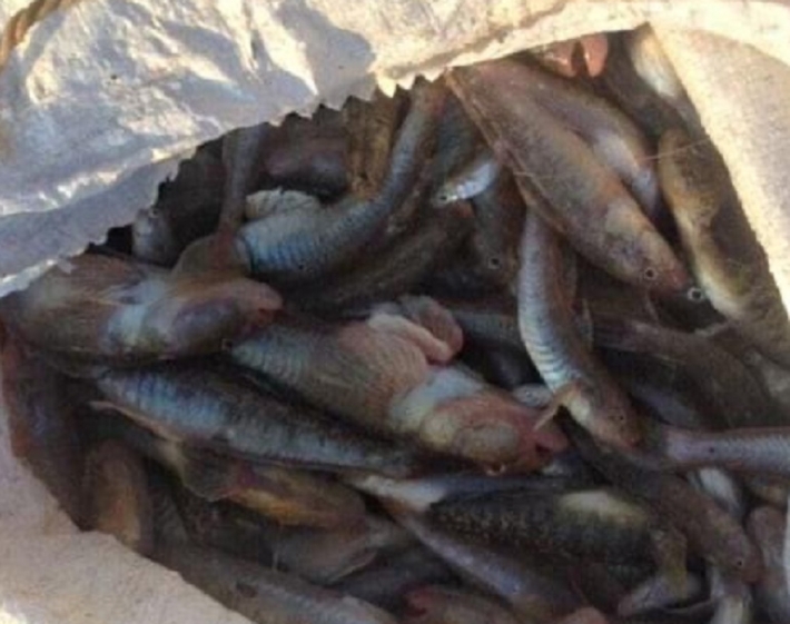 На берегу моря в Запорожской области обнаружили мешки со 100 кг бычка (ФОТО)
