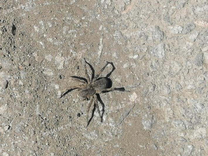 Осторожно: в Мелитополе появились огромные тарантулы (фото, видео)