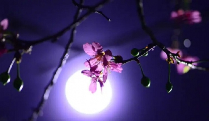 В мае взойдет "цветочная луна". Когда ждать Суперлуния