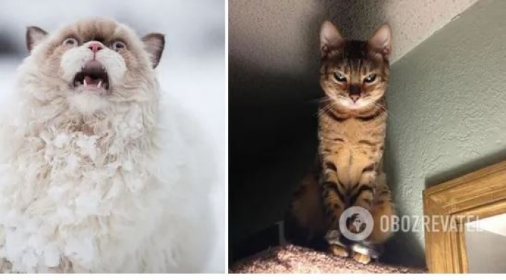 10+ кошек, похожих на драматических актеров, рассмешили соцсети. Фото